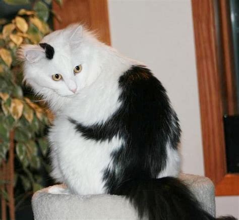 25 Animals Famous For Their Unusual Fur Markings Bored Panda