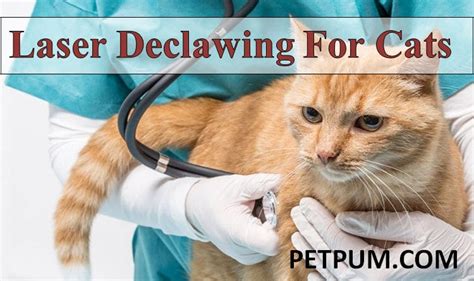 Laser Declawing For Cats Should I Do It For My Cat