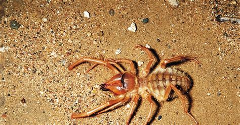Absurd Creature Of The Week This Ferocious Arachnid Is Death Wrapped