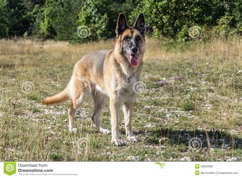 German Shepherd Dog Adult Stock Photography Image 33824682