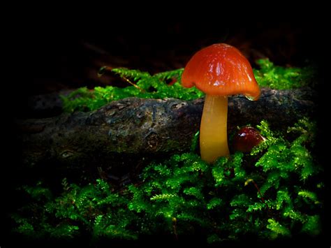 C Ribet Mushroom and Fungus Art Wild Mushroom Pictures have many ...