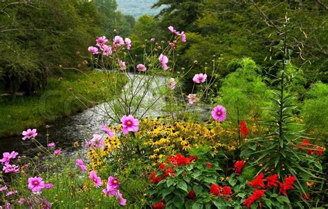 Bright Flower Bed In Mountains Near To The Proceeding Mountain River