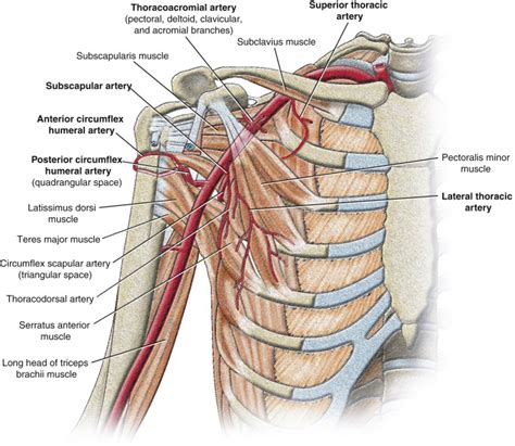 Vascular Anatomy Of The Upper Extremity Radiology Key