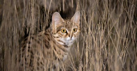 Meet The Black Footed Cat The Worlds Deadliest Feline 8 Pics Beopeo