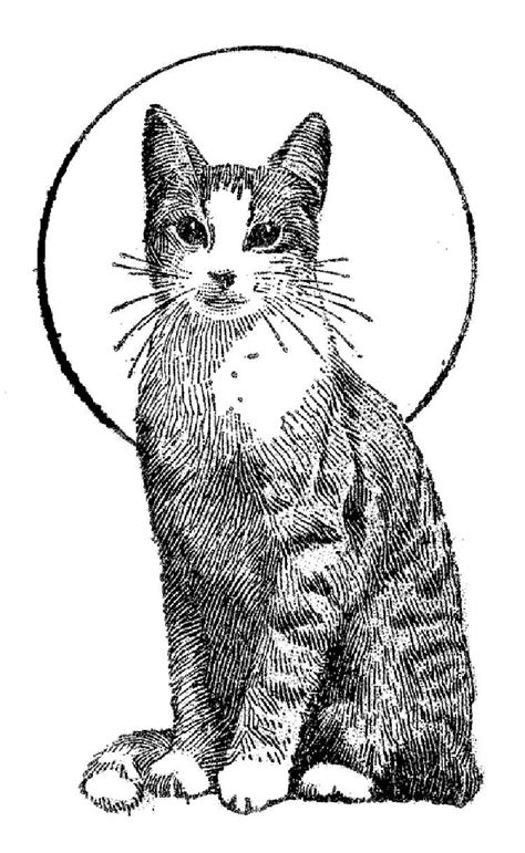 Real Looking Cat Coloring Pages Printable Coloring Pages Cat