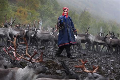The Sami People Of Arctic Norway Herding Their Reindeer During The
