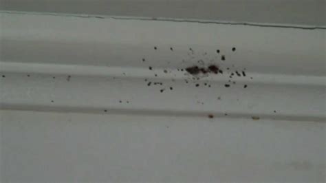 How To Get Rid Of Bed Bug Stains On Walls Bed Western