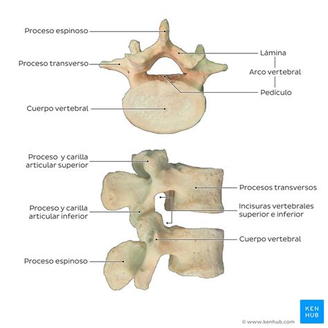 Vértebras lumbares anatomía y aspectos clínicos Kenhub
