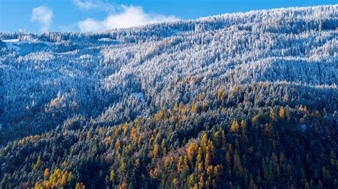 Download Wallpaper 2560x1440 Forest Slope Aerial View Trees Snowy