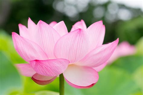 Selective Focus Photography Of Pink Petaled Flower Lotus Hd Wallpaper