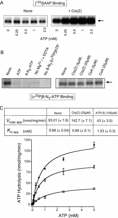 Effect Of Cis Z Flupentixol On Substrate Recognition And Atp Binding