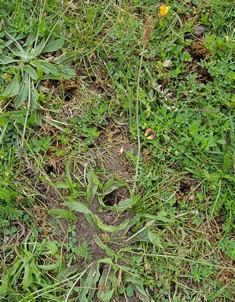 Helpi Have Holes In My Grass — Bbc Gardeners World Magazine