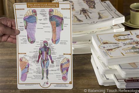 The superficial back muscles are the muscles found just under the skin. Foot Charts collection is back in stock | Reflexology foot chart, Foot chart, Foot reflexology
