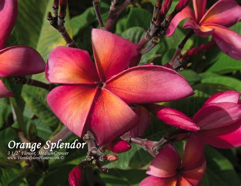 Orange Splendor Plumeria Florida Colors Nursery