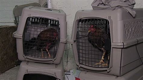 New York Cockfighting Bust Uncovers 3000 Birds And Yields 9 Arrests