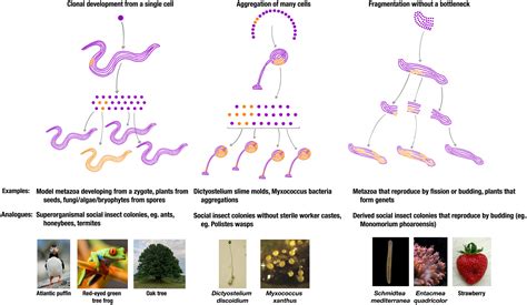 Multicellularity In Animals The Potential For Within Organism Conflict