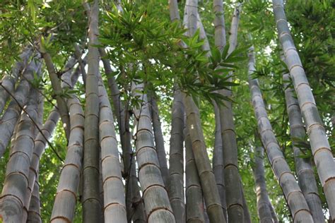Where Does Bamboo Grow Just About Everywhere