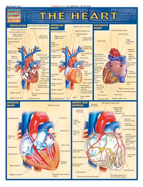 Barcharts The Heart Reference And Study Guide Cardiac Nursing Heart