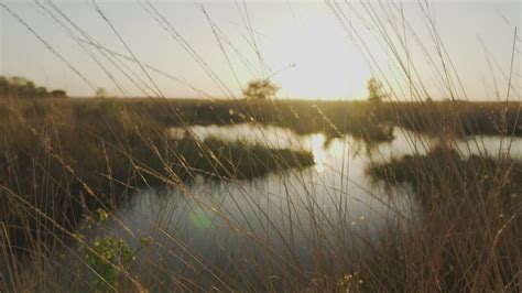 Lake Surrounded By Dry Grass In The Savanna Free Stock Video