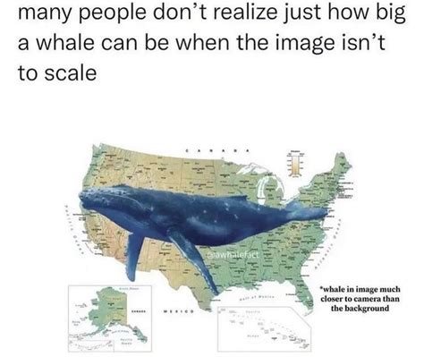 The Best Whale Memes Memedroid