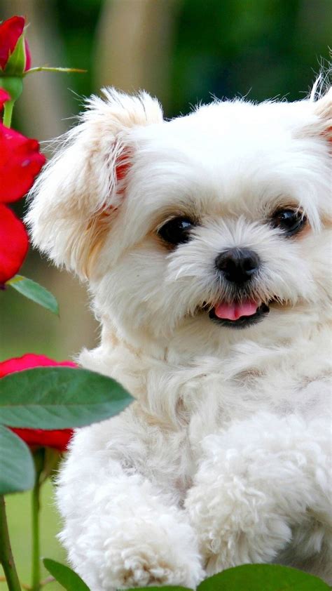 White Fluffy Puppy Wallpaper Pets Lovers