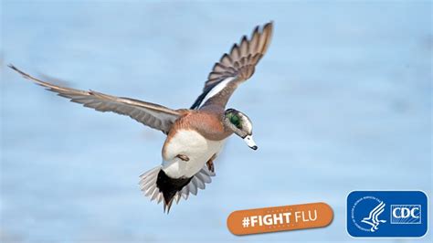 Avian Flu Spreading In Turlock Turlock Journal
