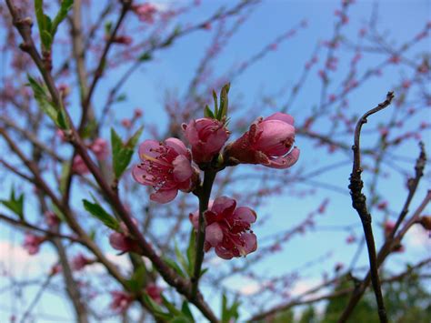 Peach Blossom 46 Free Photo Download Freeimages