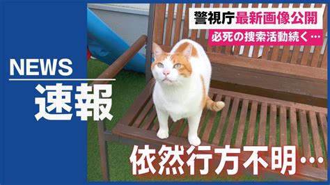 行方不明になった先住猫を探してます関西弁でしゃべる猫 猫アテレコ YouTube