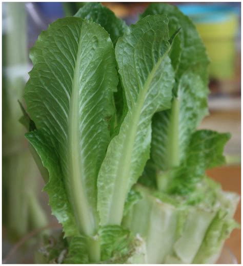 Regrow Lettuce Activity For Kids Little Bins For Little
