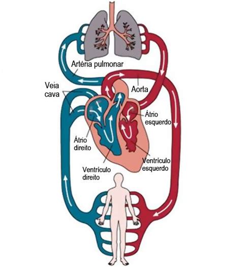 Entendendo O Sistema Circulatório Dr Jong Hun Park Pequena