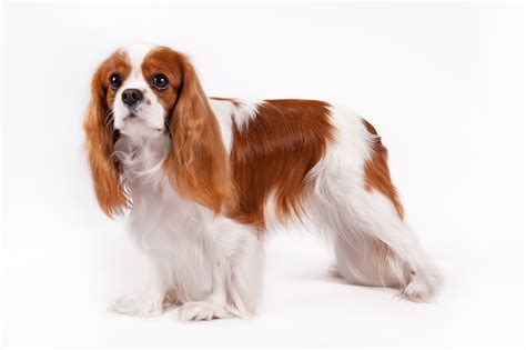 What Is The Most Royal Dog Heres What To Expect Keepingdog