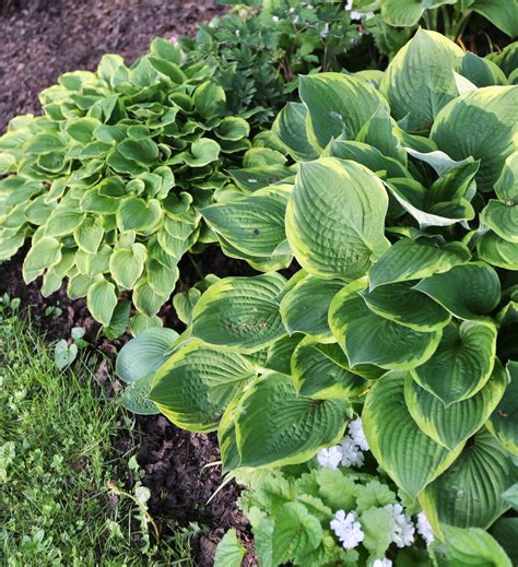 7 Tips For Growing Hostas Longfield Gardens