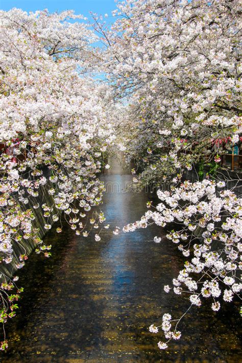Cherry Trees Along Meguro Rivermeguro Kutokyojapan In Spring Stock