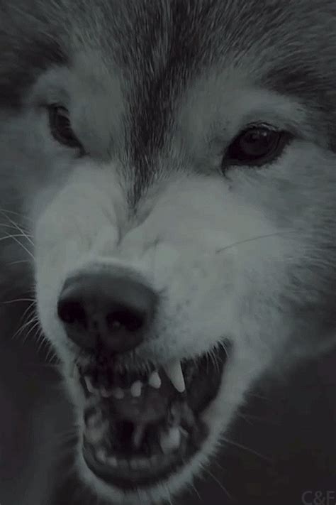 Heulender Wolf  Tumblr