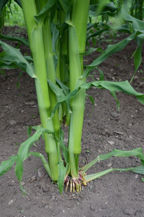 Growing Sweet Corn Heres How To Keep Your Stalks From Toppling The Washington Post