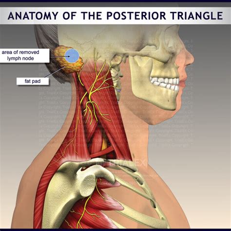 Anatomy Of The Posterior Triangle Trialexhibits Inc