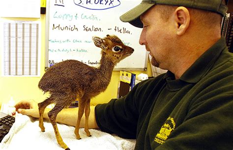 Baby Dik Dik Antelope Born In Zoo