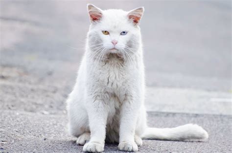 Free Images White Animal Cute Pet Portrait Kitten Posing Eyes