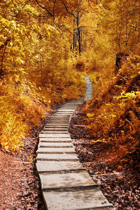 Path In The Autumn Forest Stock Photo Image Of Mystery 40921684