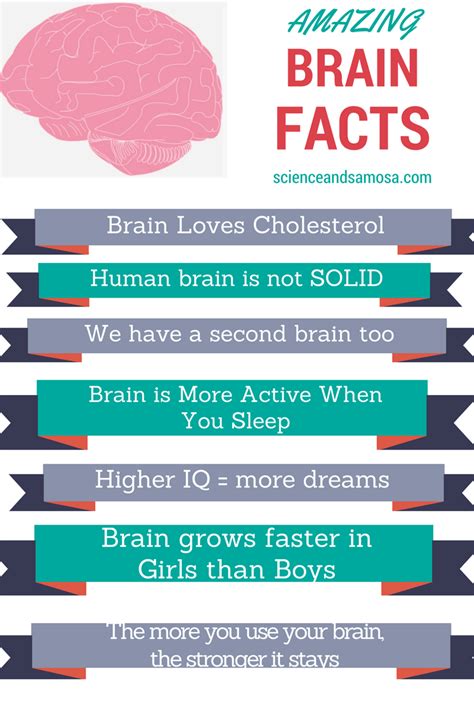 Here Are 20 Remarkable Brain Facts Not Known By Many People Brain