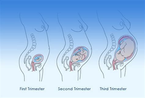 Please, reload page if you can't watch the vi. Stages of Pregnancy: 1st, 2nd, 3rd Trimester Images
