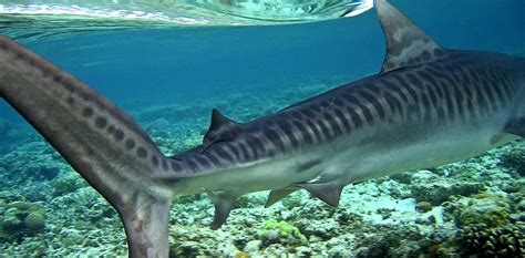 5 Facts About A Tiger Shark Some Interesting Facts