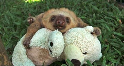 Cuddling Sloth Baby Cute Sloth Pictures Baby Sloth Cute Baby Sloths
