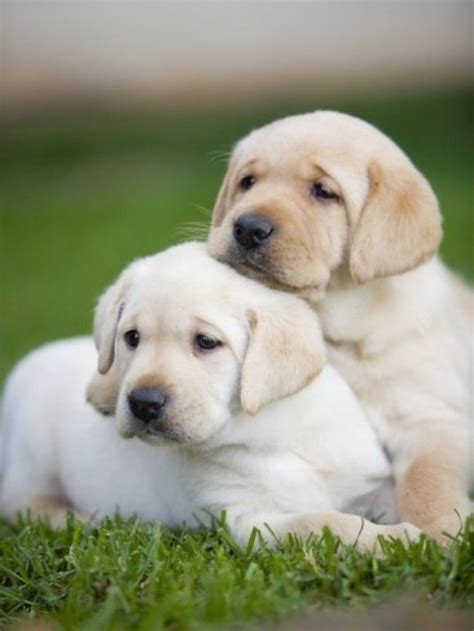 13 Reasons Why Labradors Are The Most Dangerous Pets The