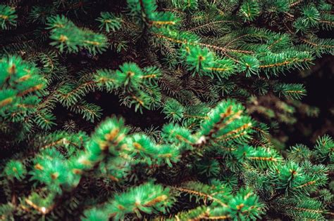 Premium Photo Pine Tree Branches Close Up Christmas Background