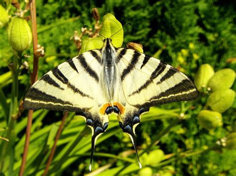 Images Gratuites Fleur Faune Insecte Invertébré Papillon Monarque