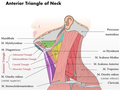 0514 Anterior Triangle Of Neck Medical Images For Powerpoint Ppt