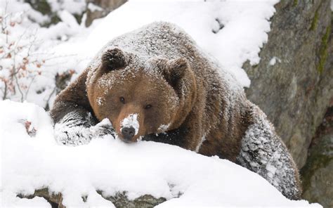 Grizzly Bear Backgrounds Wallpaper Cave