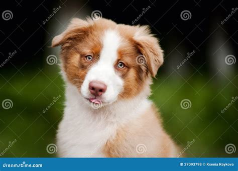 Cute Funny Puppy Australian Shepherd Stock Photo Image Of Face