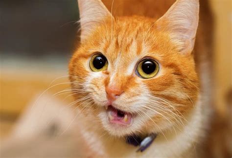 8 Cat Sounds And What They Mean Petmd